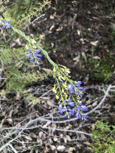 Comesperma ciliatum, photographed by James
