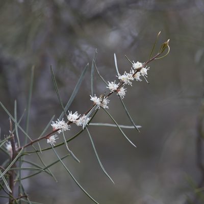 Hakea carinata, photographed by Kym Nicolson
