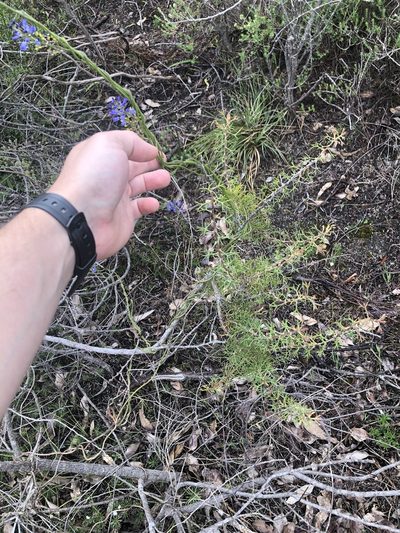 Comesperma ciliatum, photographed by James