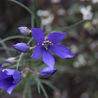 Cheiranthera alternifolia, photographed by Kym Nicolson