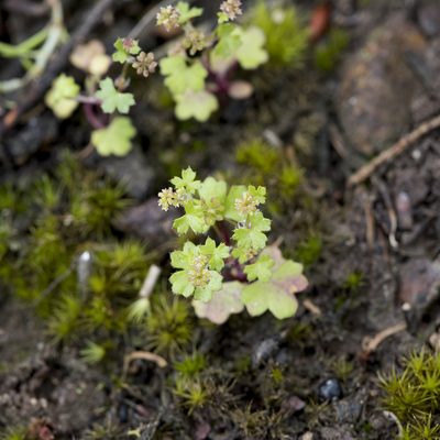 Hydrocotyle callicarpa, photographed by Kym Nicolson