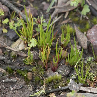Centrolepis aristata, photographed by Kym Nicolson