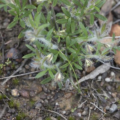 Xanthosia huegelii, photographed by Kym Nicolson