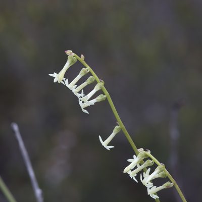 Stackhousia aspericocca, photographed by Kym Nicolson