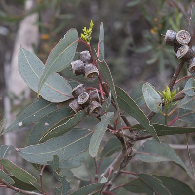 Eucalyptus cosmophylla, photographed by Kym Nicolson
