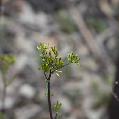 Senecio picridioides, photographed by Kym Nicolson