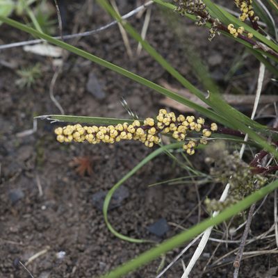 Lomandra sororia, photographed by Kym Nicolson