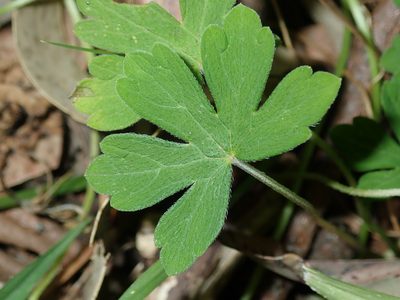 Geranium homeanum, photographed by Thomas Mesaglio