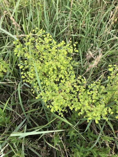 Euphorbia platyphyllos, photographed by Bee Together