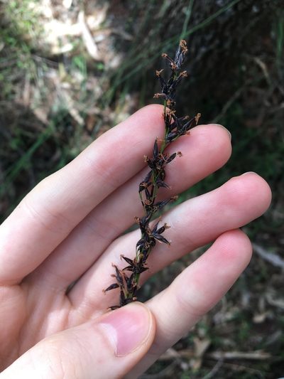 Schoenus melanostachys, photographed by Thomas Mesaglio