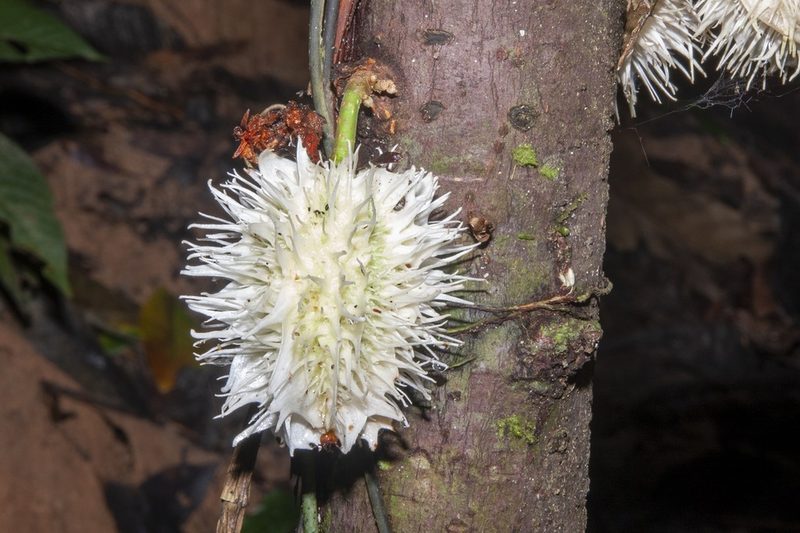 Carpotroche longifolia, photographed by dhfischer