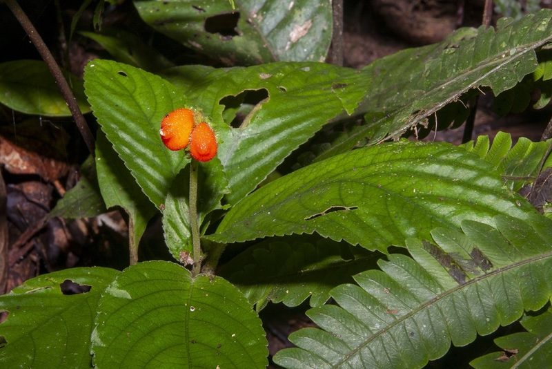 Gasteranthus corallinus, photographed by dhfischer