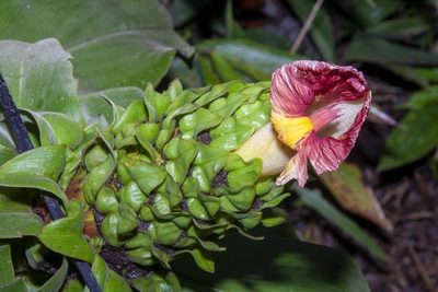 Costus guanaiensis, photographed by dhfischer