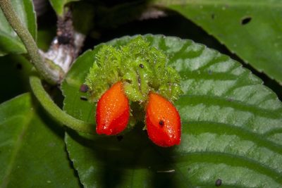 Gasteranthus corallinus, photographed by dhfischer