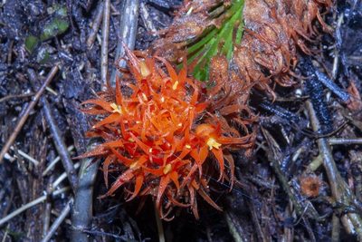 Gurania rhizantha, photographed by dhfischer