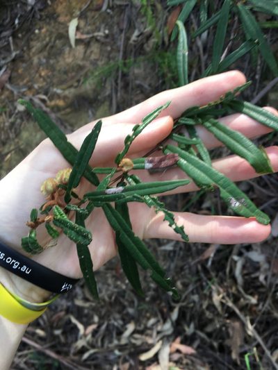 Lasiopetalum ferrugineum, photographed by Thomas Mesaglio