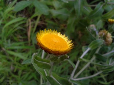 Helichrysum aureolum, photographed by Jimmy Whatmore