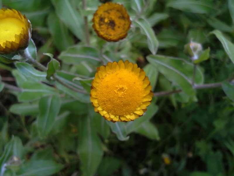 Helichrysum aureolum, photographed by Jimmy Whatmore