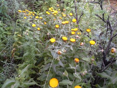 Helichrysum aureolum, photographed by Jimmy Whatmore