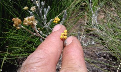 Helichrysum auronitens, photographed by Jimmy Whatmore