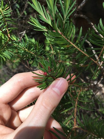 Darwinia procera, photographed by Thomas Mesaglio
