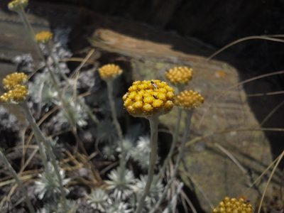 Helichrysum galpinii, photographed by Jimmy Whatmore