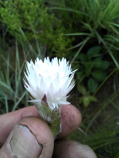 Helichrysum monticola, photographed by Jimmy Whatmore