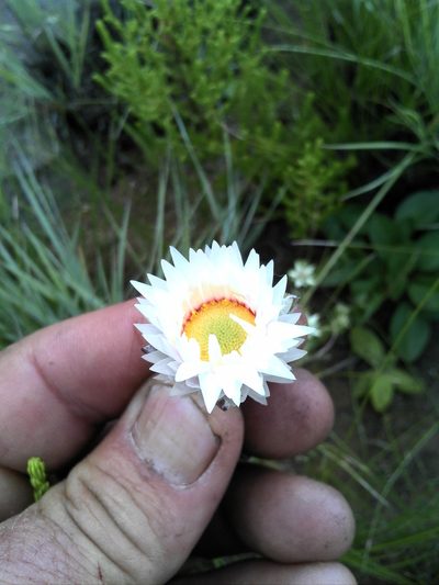 Helichrysum monticola, photographed by Jimmy Whatmore