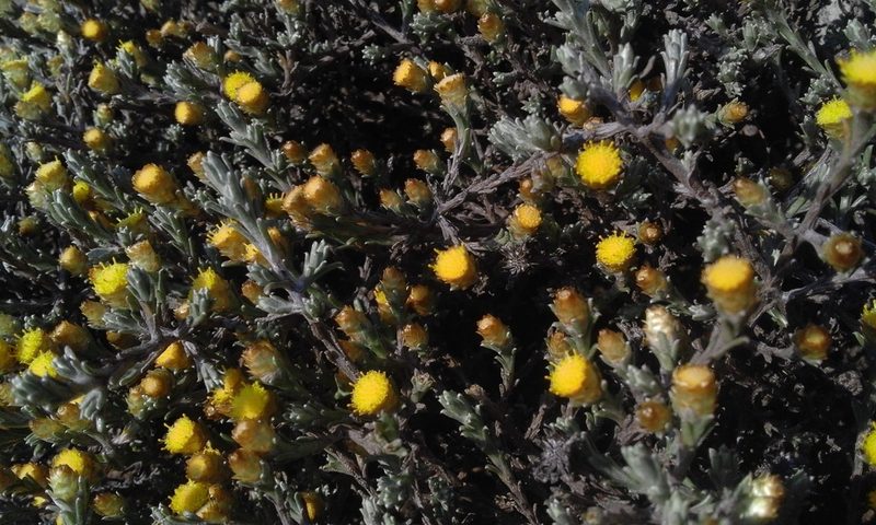 Helichrysum obductum, photographed by Jimmy Whatmore