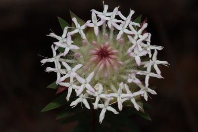 Pimelea spectabilis, photographed by T. Hammer
