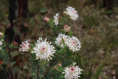 Pimelea spectabilis, photographed by T. Hammer