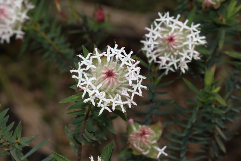 Pimelea spectabilis, photographed by T. Hammer