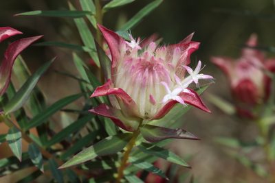 Pimelea spectabilis, photographed by T. Hammer