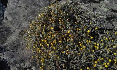 Helichrysum obductum, photographed by Jimmy Whatmore