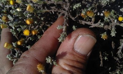 Helichrysum obductum, photographed by Jimmy Whatmore
