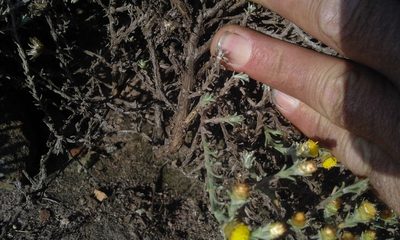 Helichrysum obductum, photographed by Jimmy Whatmore