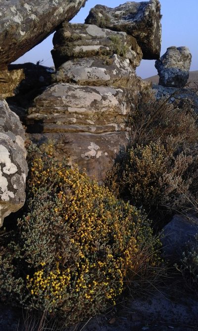 Helichrysum obductum, photographed by Jimmy Whatmore
