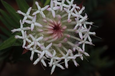Pimelea spectabilis, photographed by T. Hammer