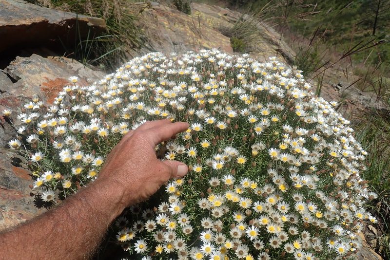 Helichrysum reflexum, photographed by Jimmy Whatmore