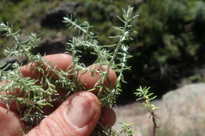 Helichrysum reflexum, photographed by Jimmy Whatmore