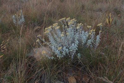 Helichrysum mimetes, photographed by Jimmy Whatmore