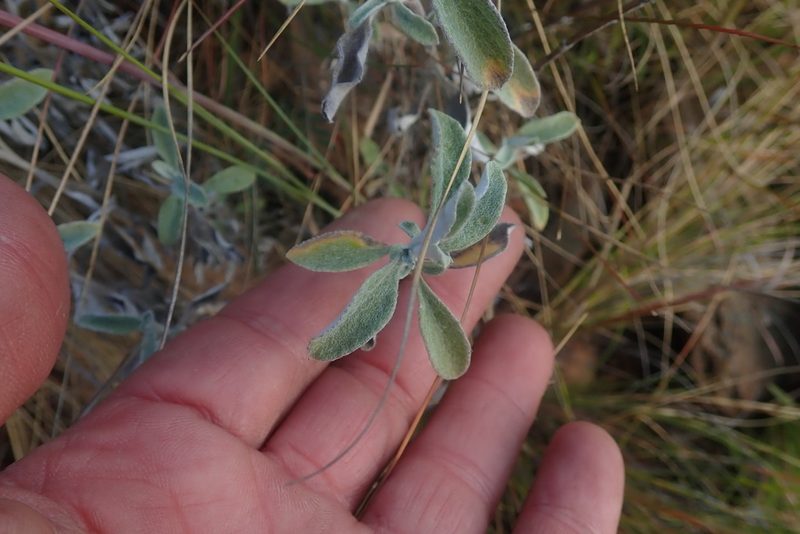 Helichrysum mimetes, photographed by Jimmy Whatmore