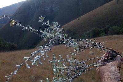 Helichrysum mimetes, photographed by Jimmy Whatmore