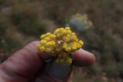 Helichrysum mimetes, photographed by Jimmy Whatmore