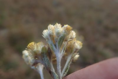 Helichrysum mimetes, photographed by Jimmy Whatmore