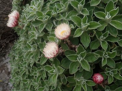 Helichrysum summo-montanum, photographed by Jimmy Whatmore