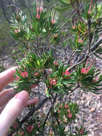 Darwinia procera, photographed by Thomas Mesaglio