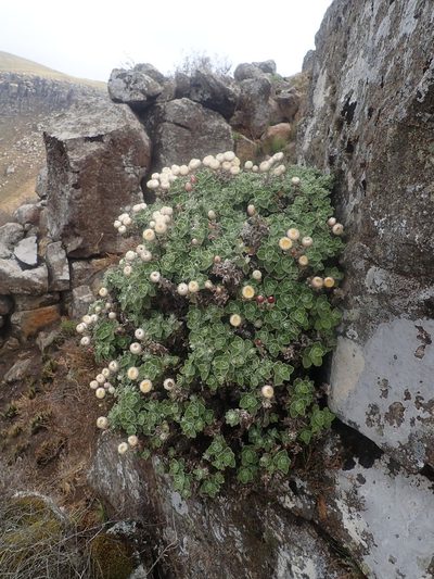 Helichrysum summo-montanum, photographed by Jimmy Whatmore