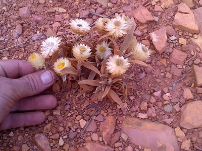 Helichrysum swynnertonii, photographed by Jimmy Whatmore