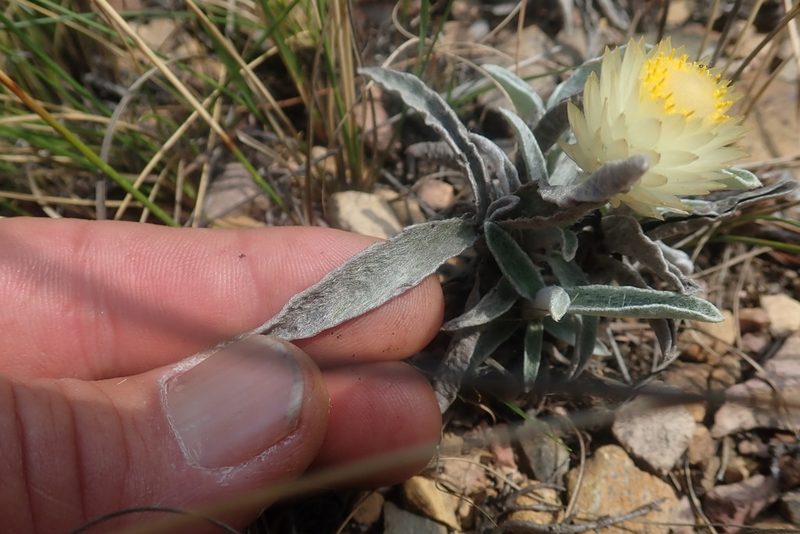 Helichrysum swynnertonii, photographed by Jimmy Whatmore